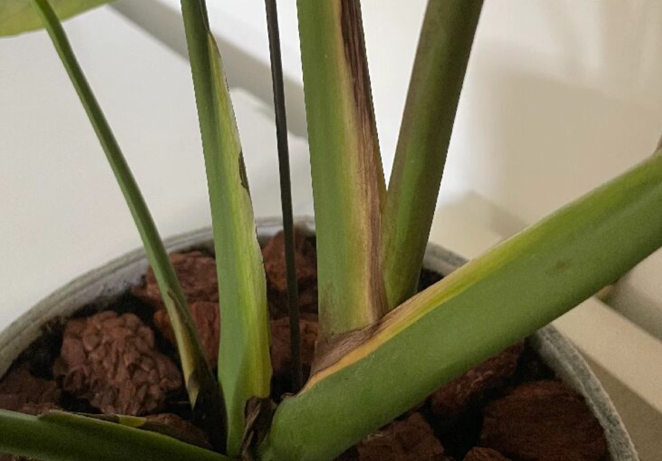 龜背芋莖變黑 原因