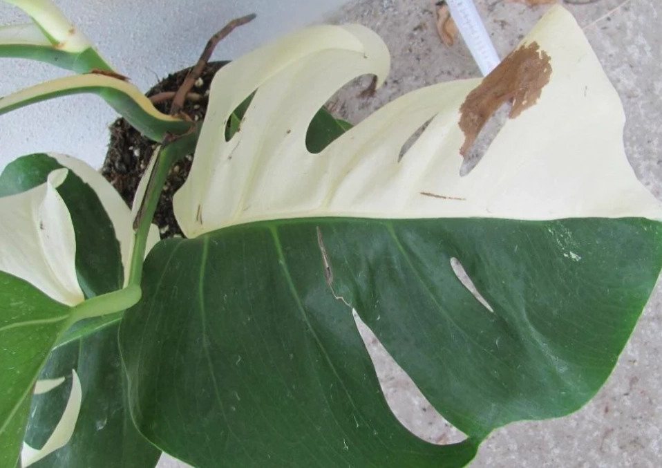 龜背芋病蟲害 龜背芋病蟲害