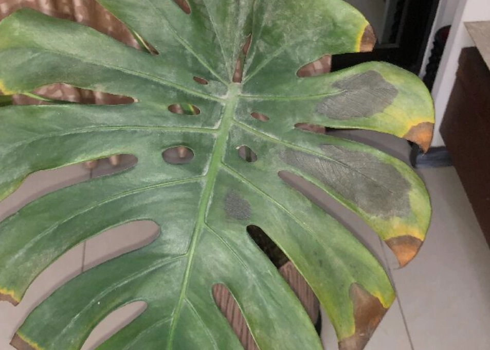 龜背芋葉子變黃 龜背芋葉子變黃