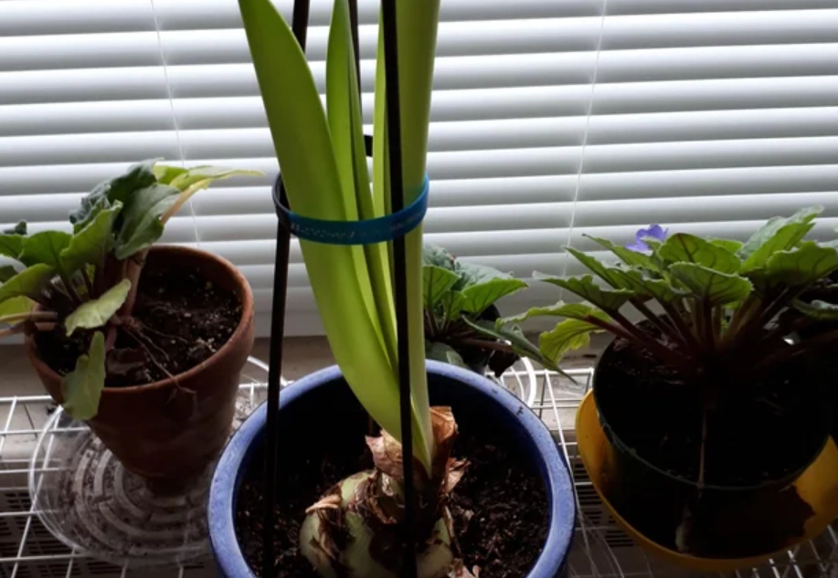 朱頂紅 不開花 處理