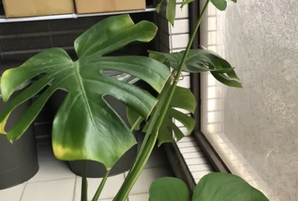 龜背芋葉子變黃 龜背芋葉子變黃