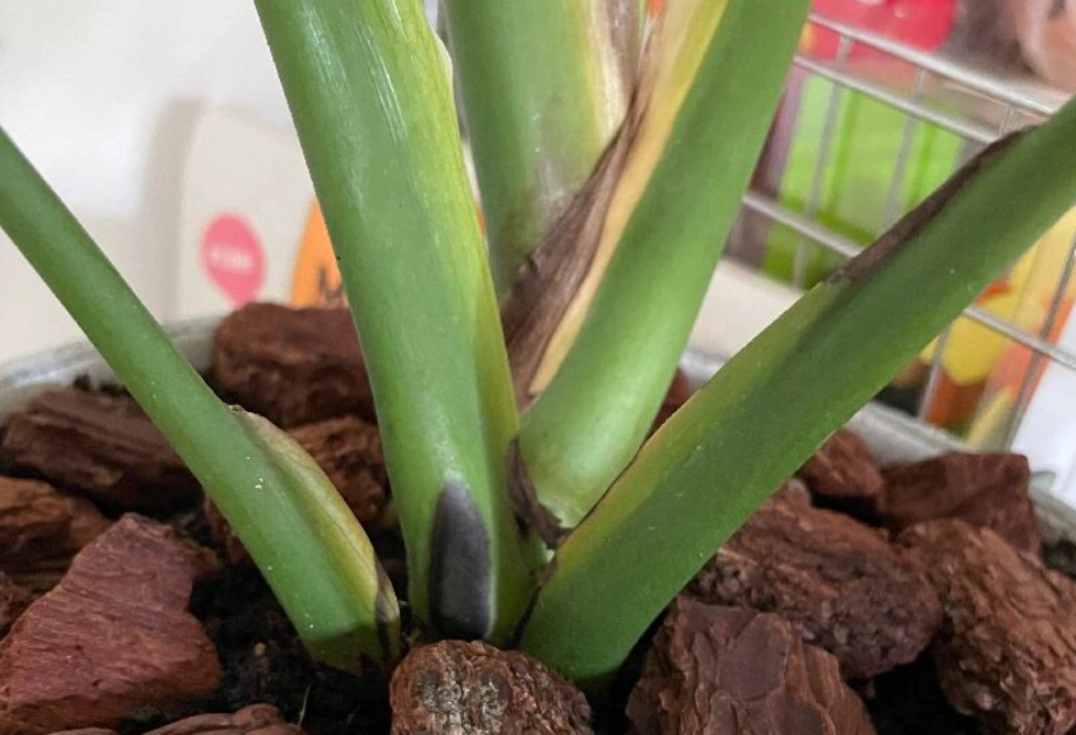 龜背芋茎黑腐病