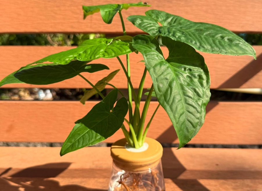 水耕植物種類 水耕植物種類