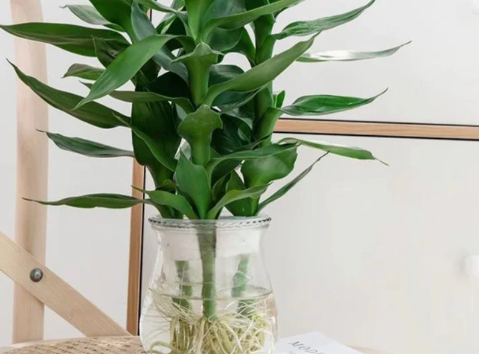 水培竹好養嗎 水培竹好養嗎