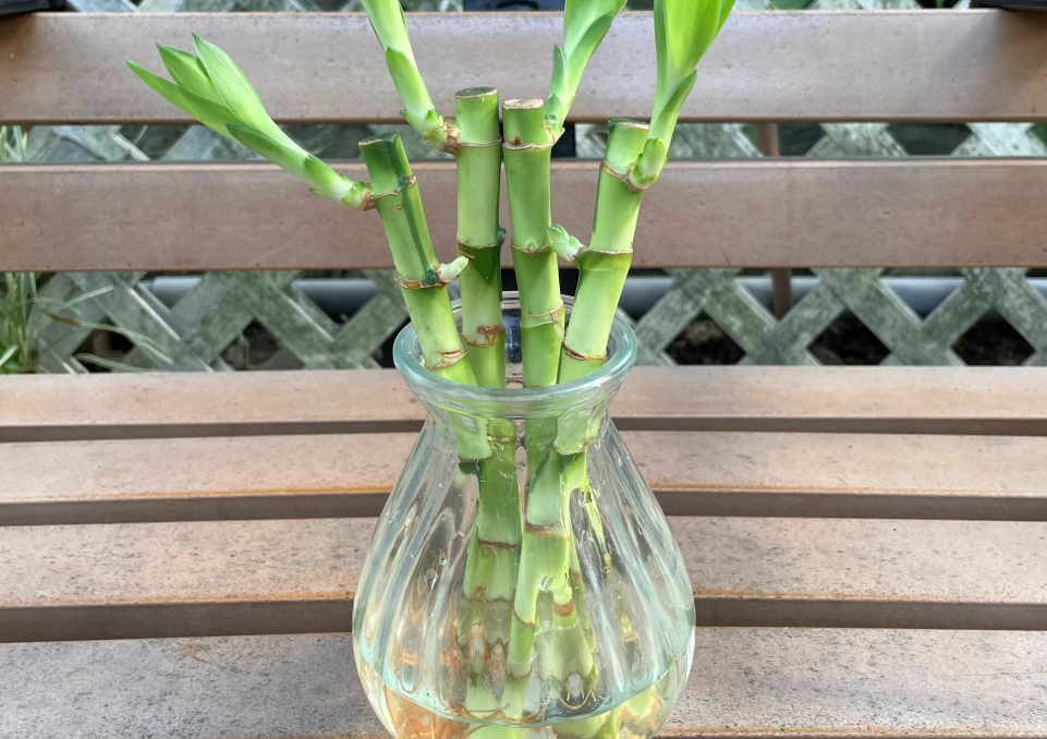 富貴竹水耕 富貴竹水耕