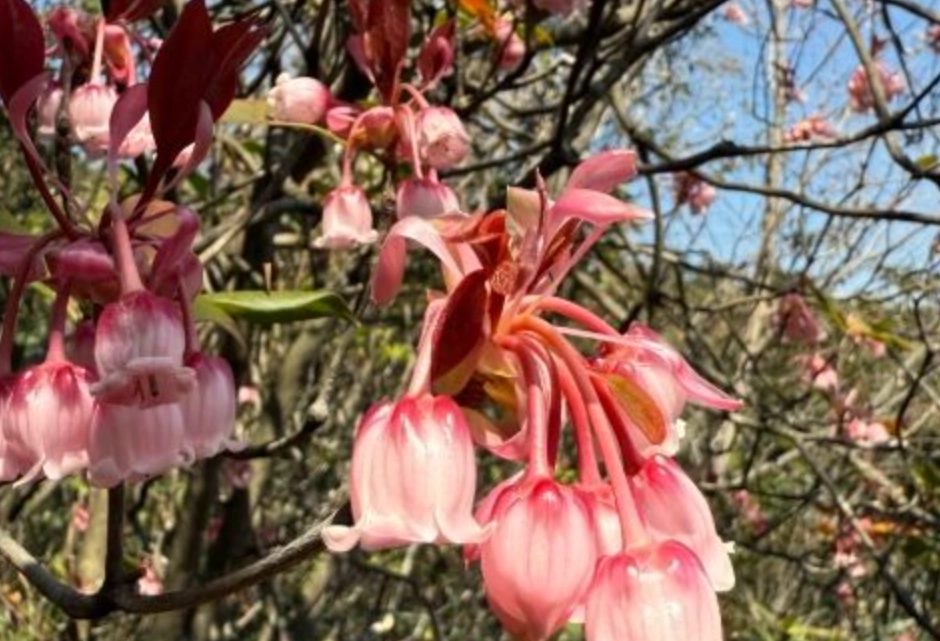 吊鐘花種子 吊鐘花種子