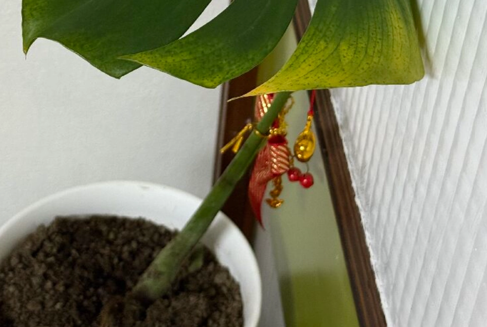 龜背芋茎黑腐病