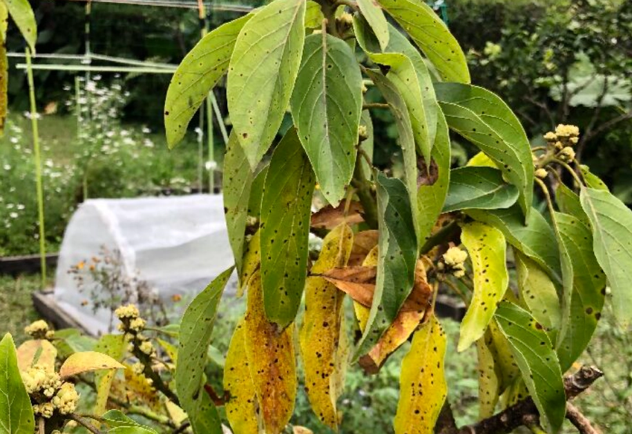 酪梨病害處理
