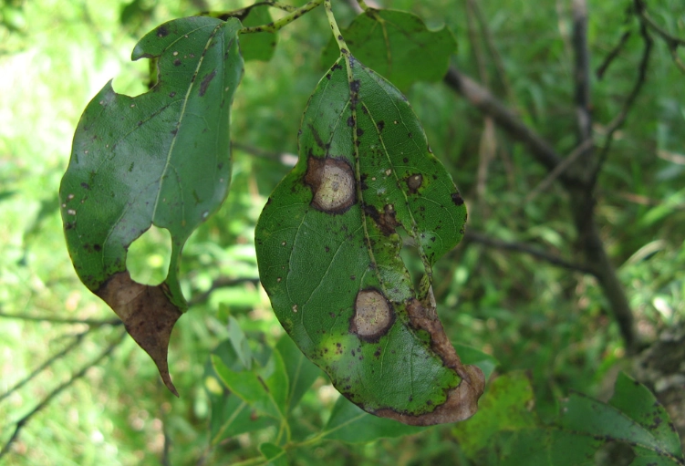 炭疽病防治 炭疽病防治