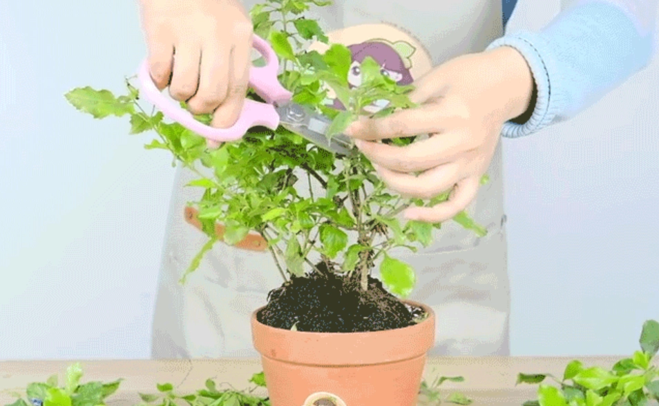 修剪工具推薦 修剪工具推薦