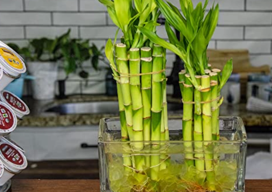 水培竹好養嗎 水培竹好養嗎