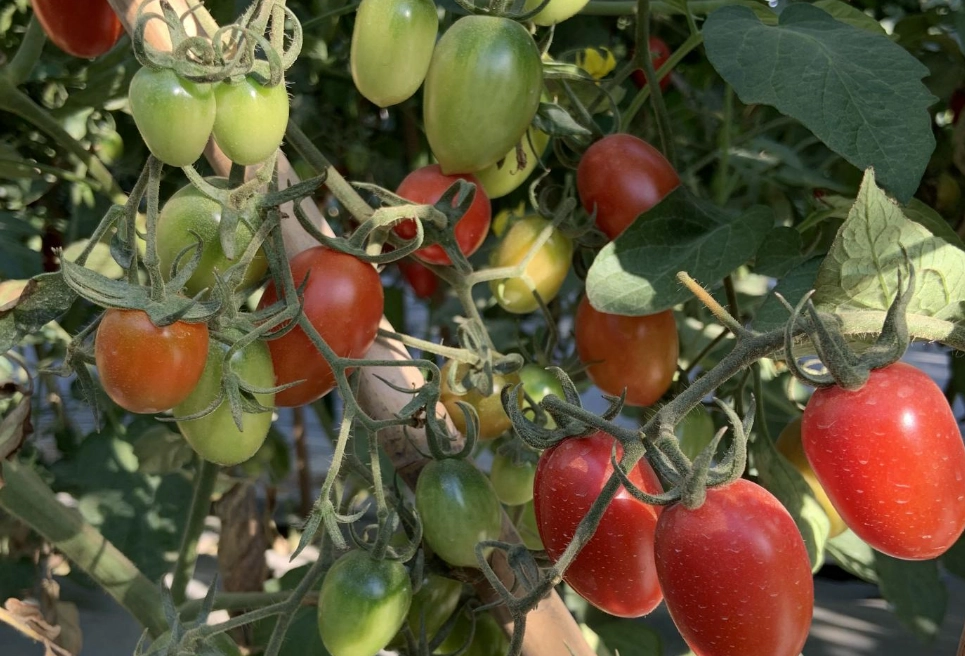 半停心番茄 種植