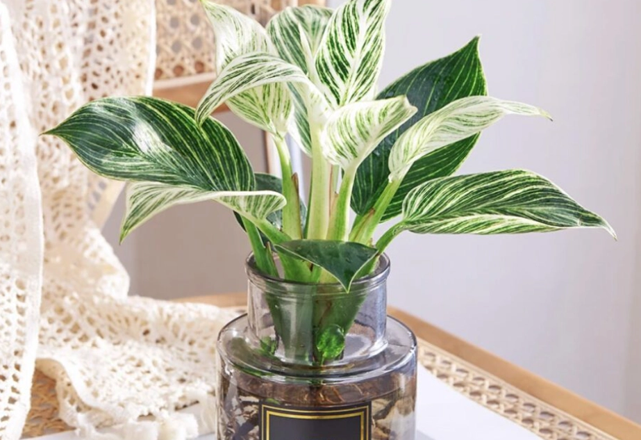 水耕植物推薦 水耕植物推薦