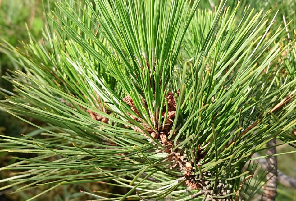 二葉松精油功效