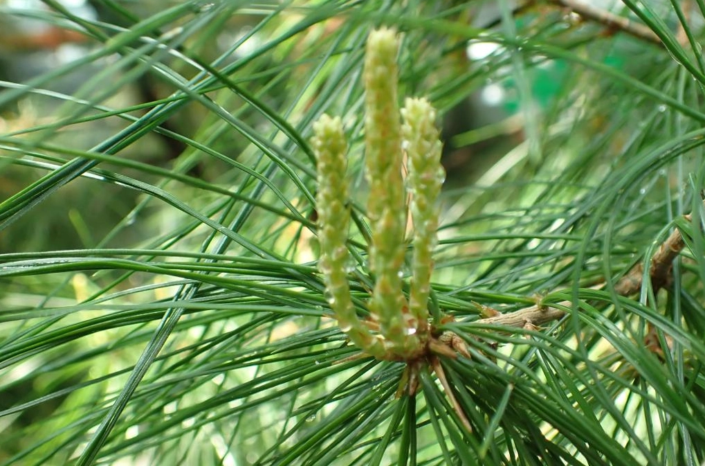 三葉松盆栽 三葉松盆栽