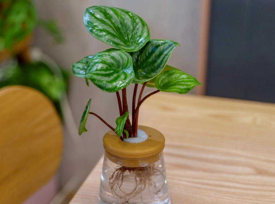 水種植物 水種植物