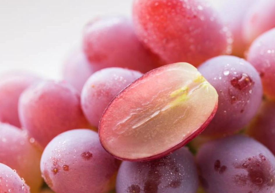 無籽葡萄品種 無籽葡萄品種