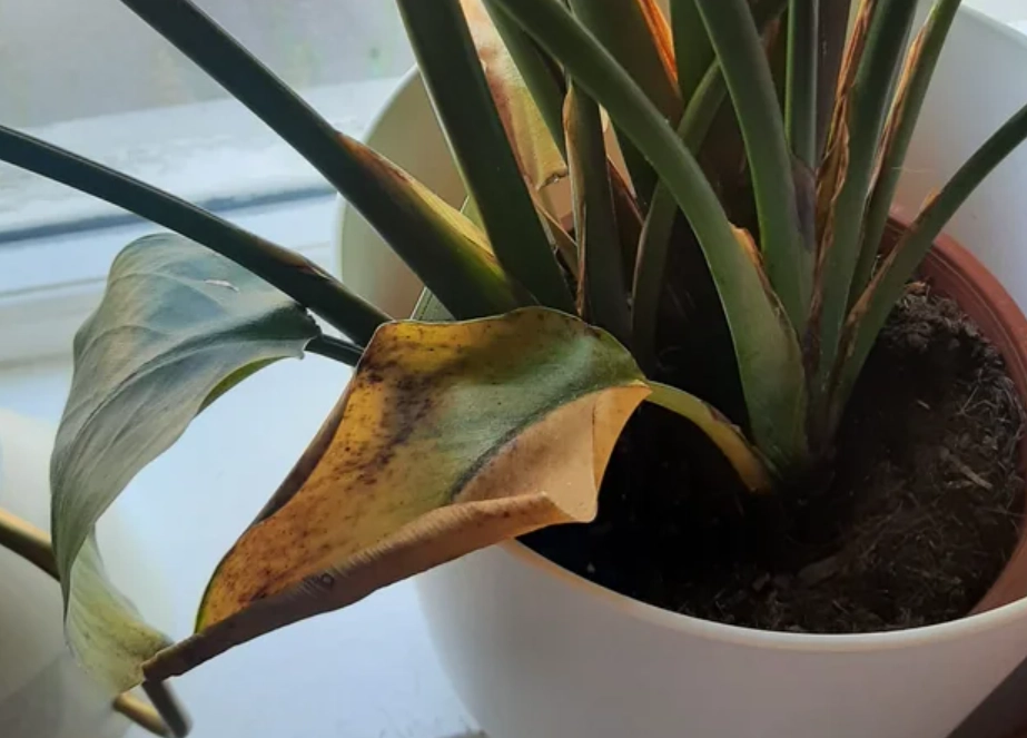 天堂鳥 繁殖 方法