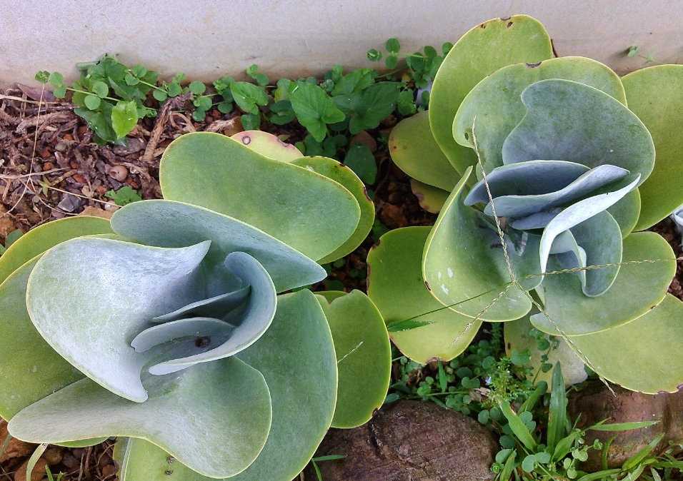 紅邊唐印 紅邊唐印