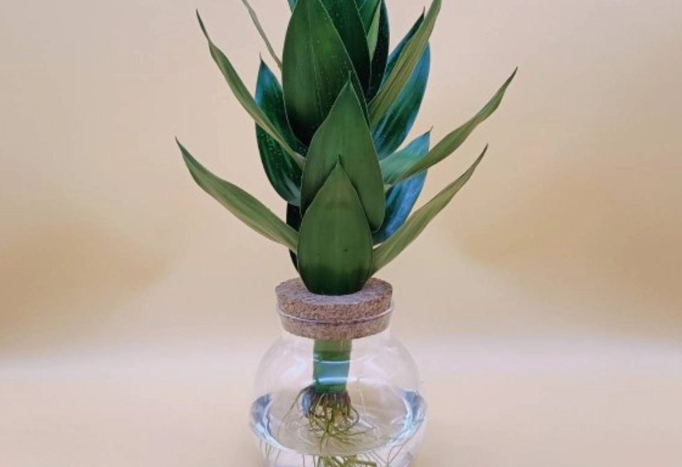 水培竹根部變黃 水培竹根部變黃