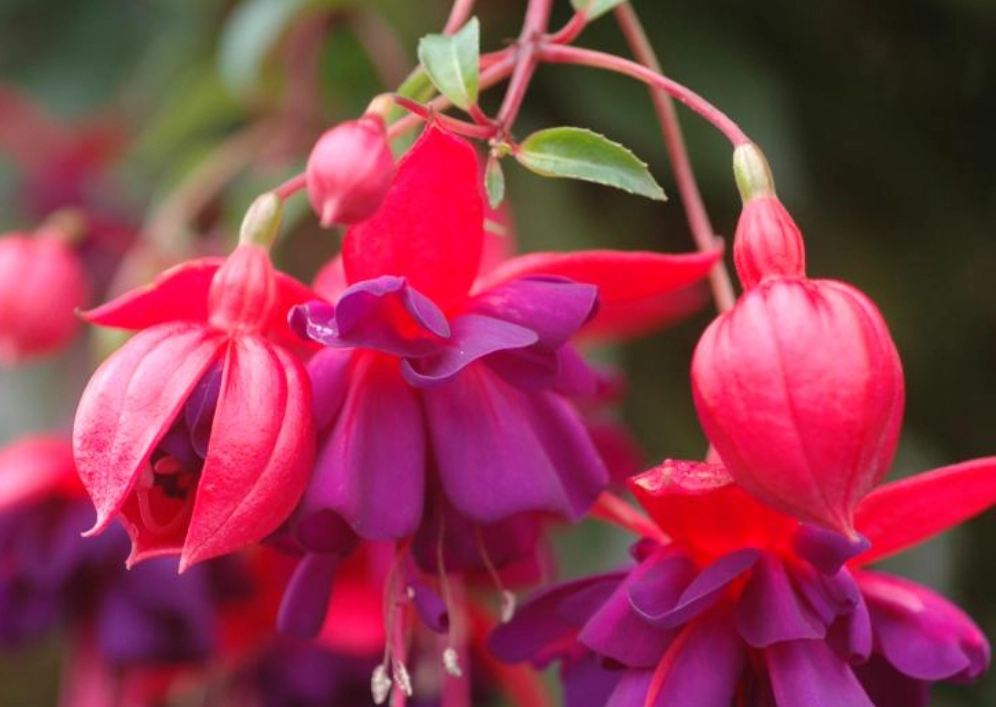 吊鐘花扦插 吊鐘花扦插