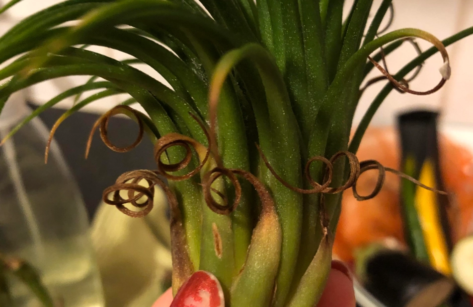 空氣鳳梨不吸水 空氣鳳梨不吸水