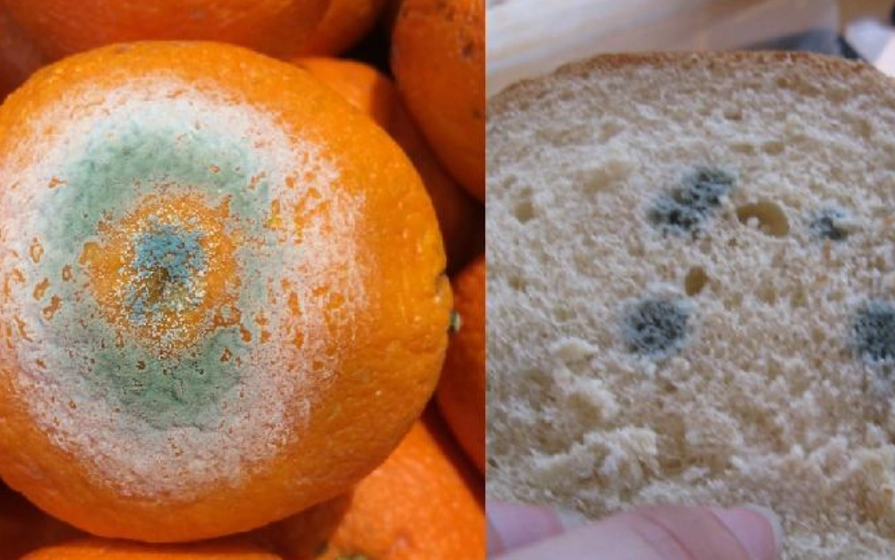 食物發霉怎麼辦