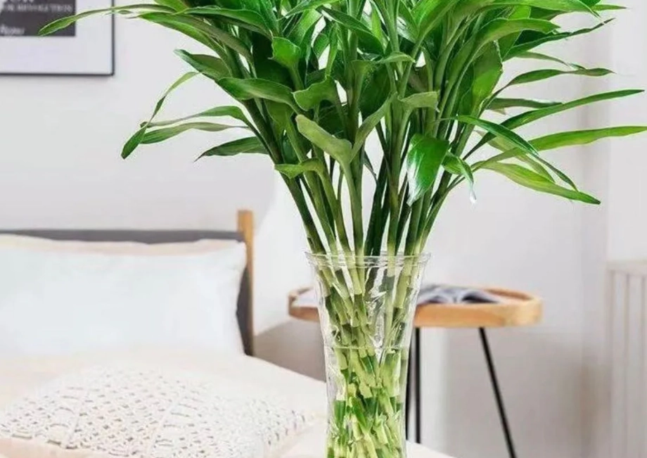 富貴竹風水 富貴竹風水