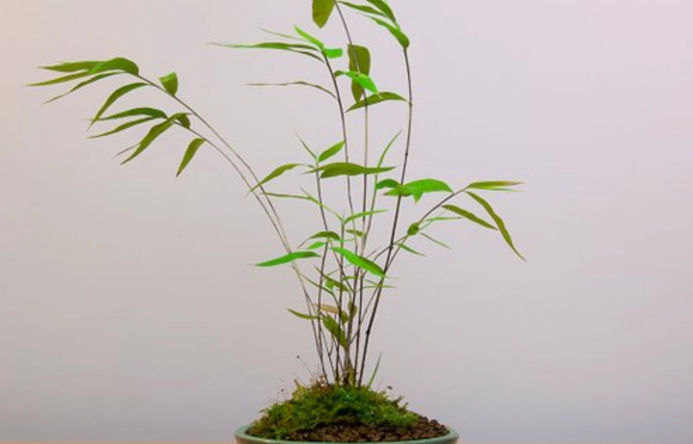 竹子盆栽 照顧 竹子盆栽 照顧