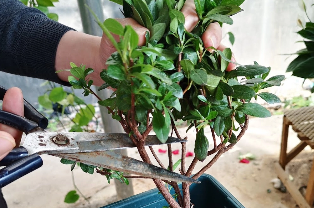 灌木修剪技巧 灌木修剪技巧