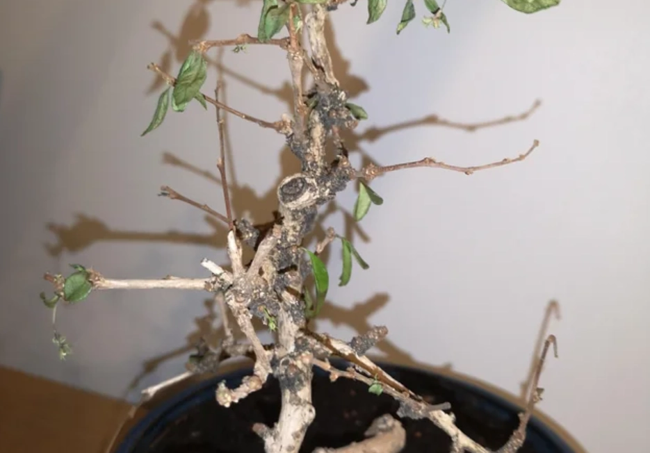 盆栽急救方法 盆栽急救方法