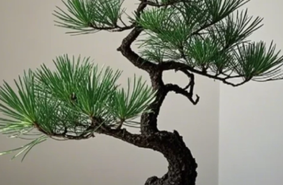 松樹病蟲害防治 松樹病蟲害防治