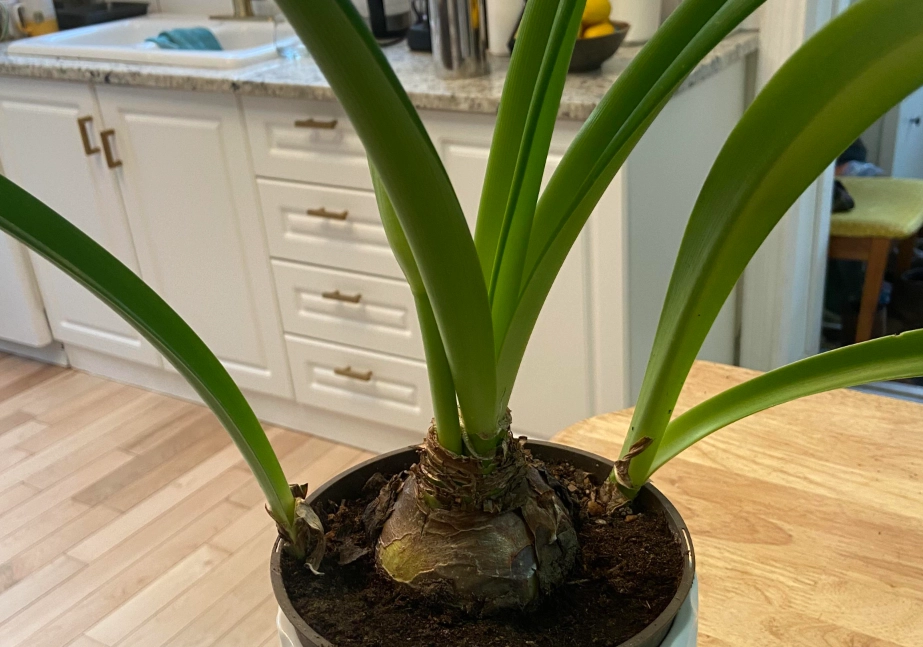 孤挺花 只長葉 不開花 原因