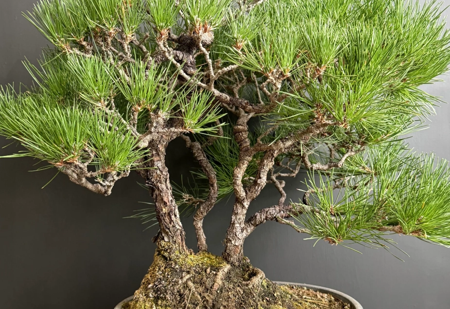 盆栽松樹照顧 盆栽松樹照顧