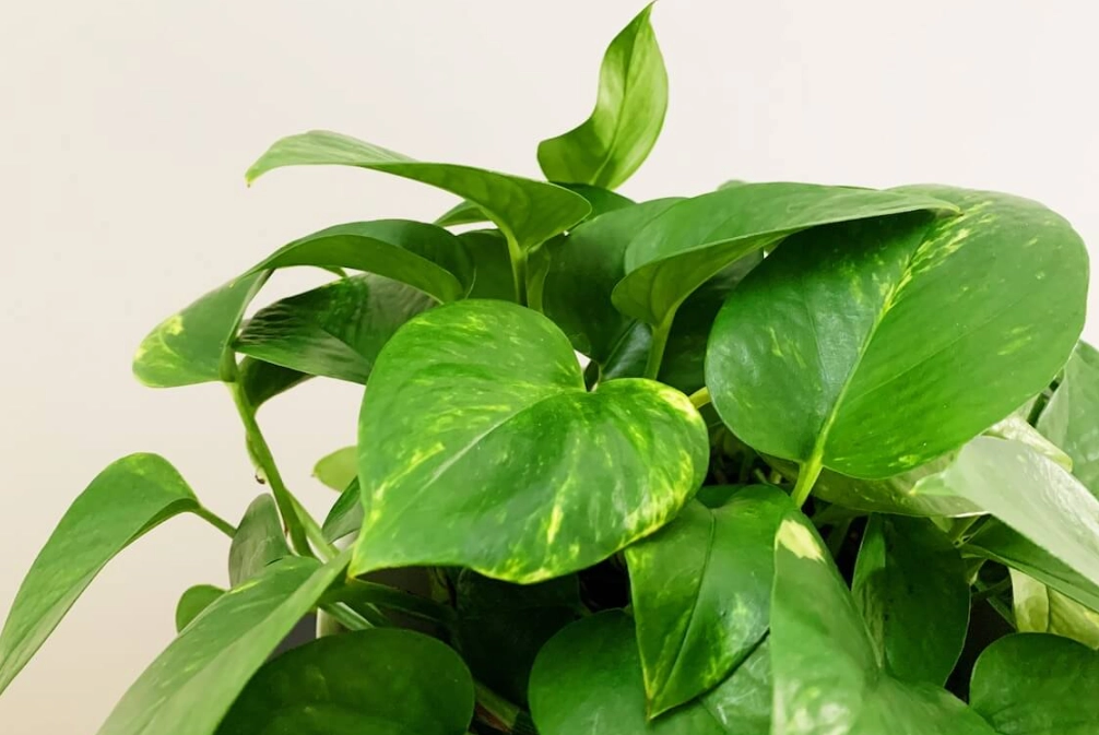 黃金葛 寵物 中毒 黃金葛 寵物 中毒