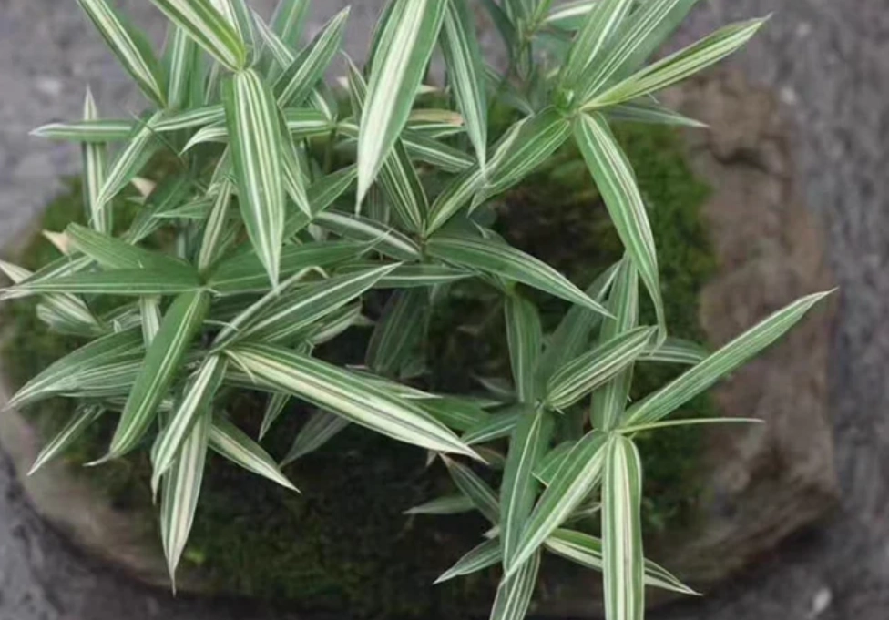 竹子盆栽 照顧 竹子盆栽 照顧