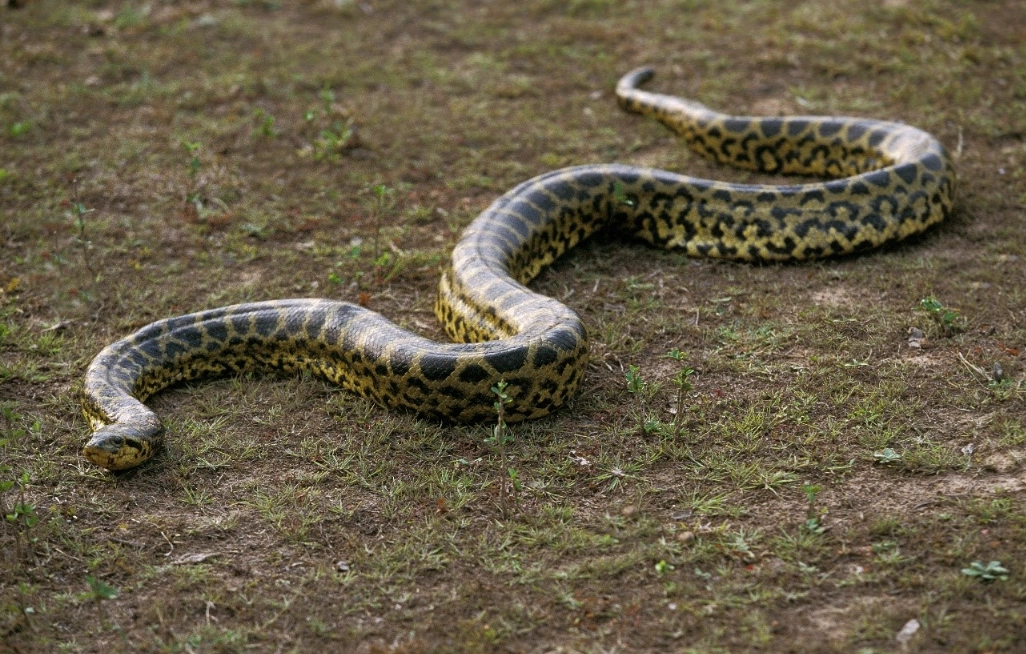 女人夢見大蛇 意思 女人夢見大蛇 意思