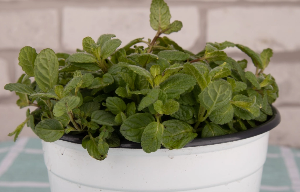 薄荷葉捲曲怎麼辦 薄荷葉捲曲怎麼辦