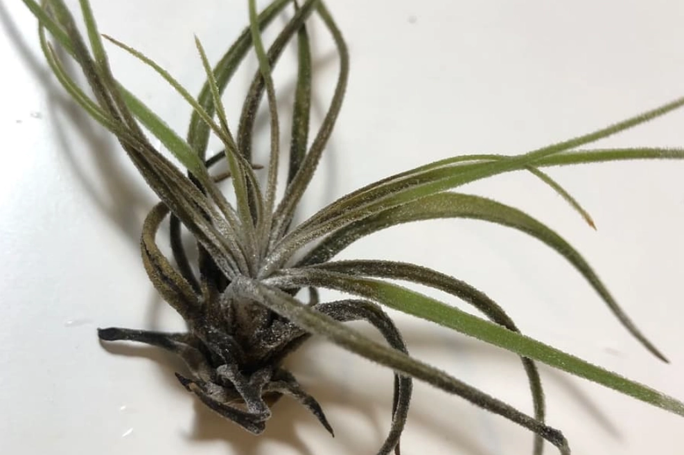 空氣鳳梨枯死 空氣鳳梨枯死