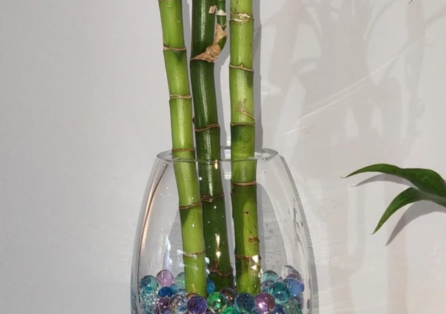 水培竹好養嗎 水培竹好養嗎