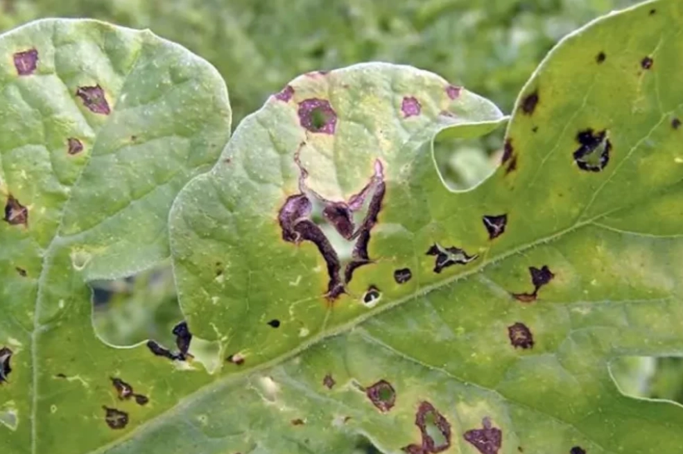 植物炭疽病 植物炭疽病