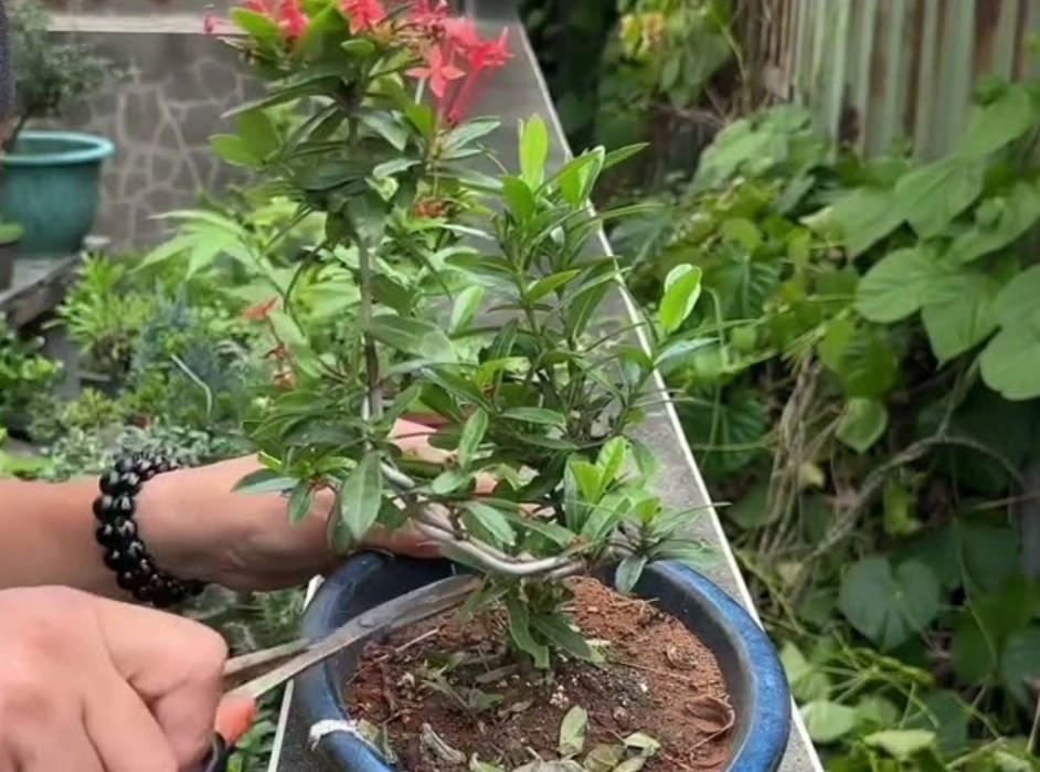 庭院灌木修剪 庭院灌木修剪