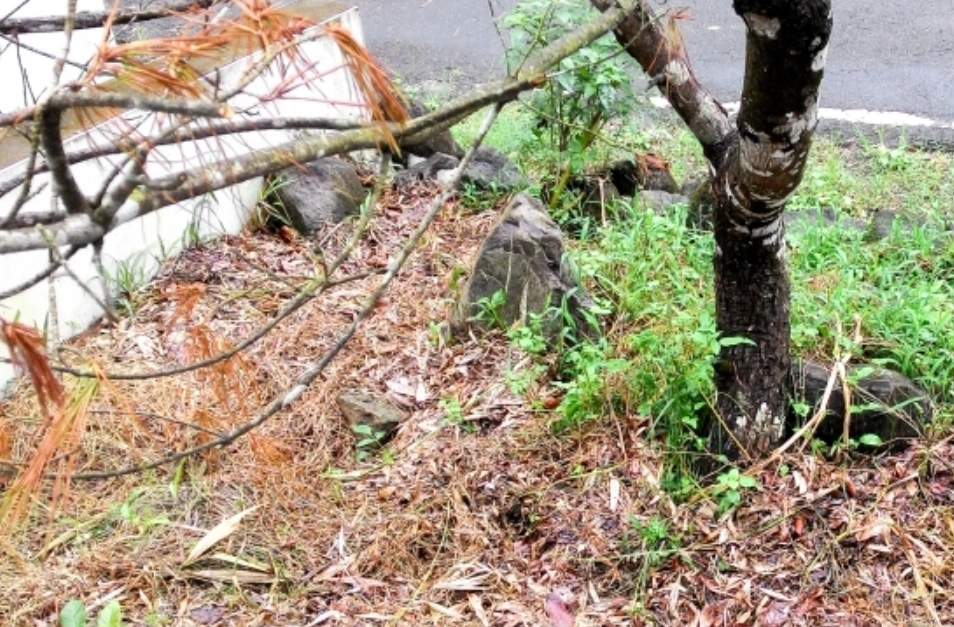 五葉松枯葉原因