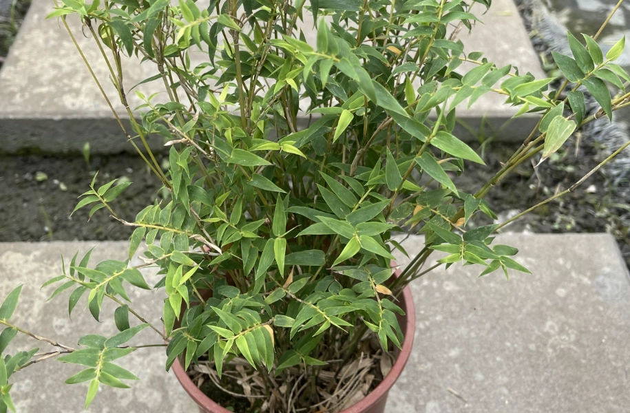 竹子盆栽 照顧 竹子盆栽 照顧