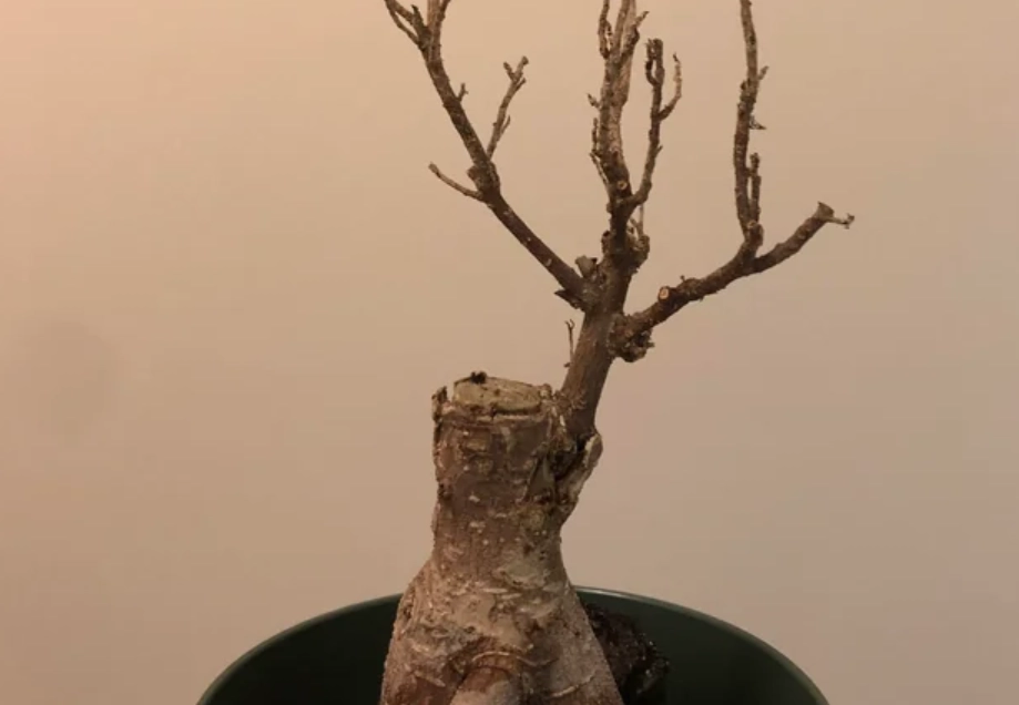 盆栽死掉原因 盆栽死掉原因