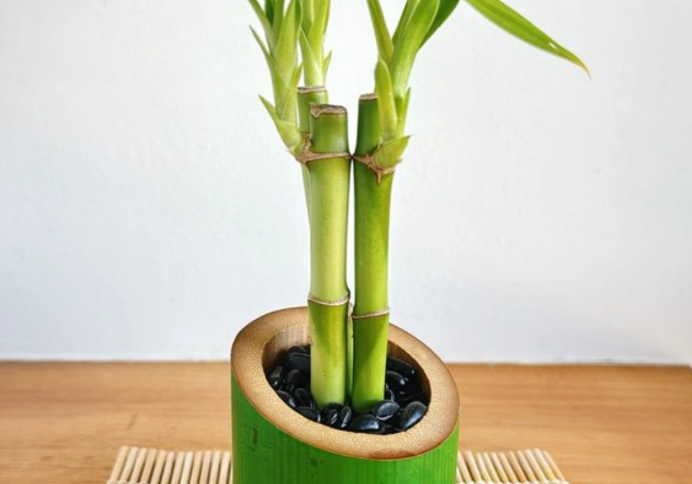 富貴竹水耕 富貴竹水耕