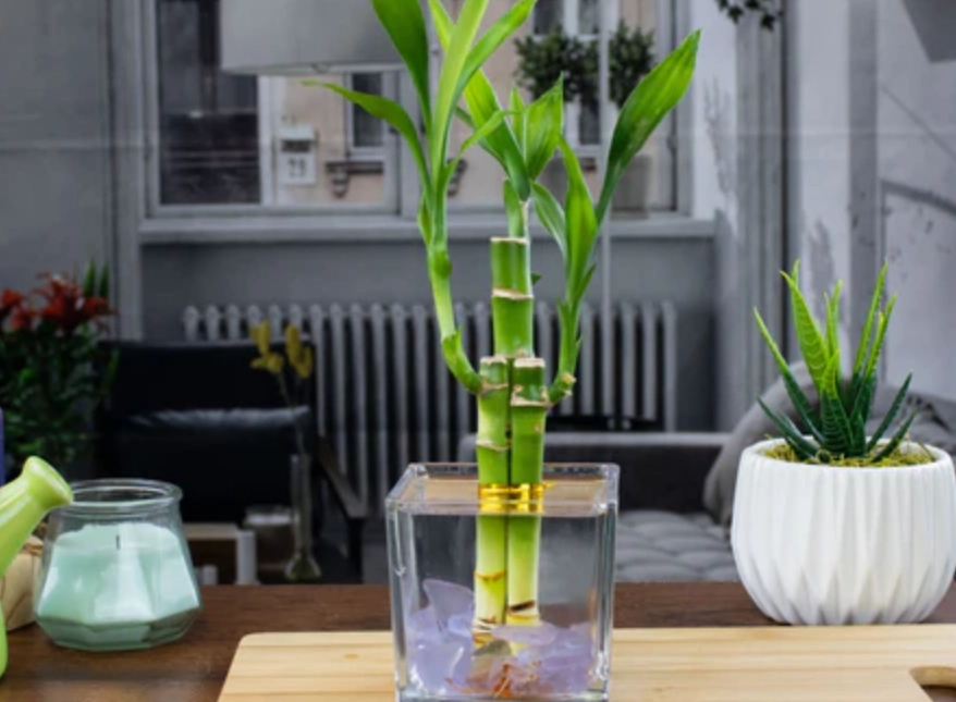 水培竹如何修剪 水培竹如何修剪