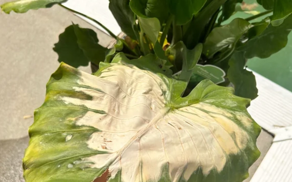 龜背芋葉子變白 龜背芋葉子變白