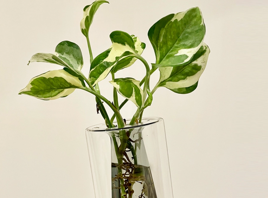 水耕植物種類 水耕植物種類