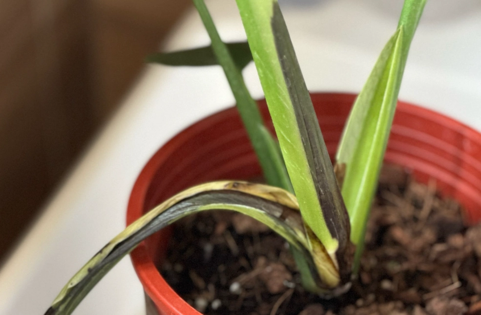 龜背芋莖變黑 原因